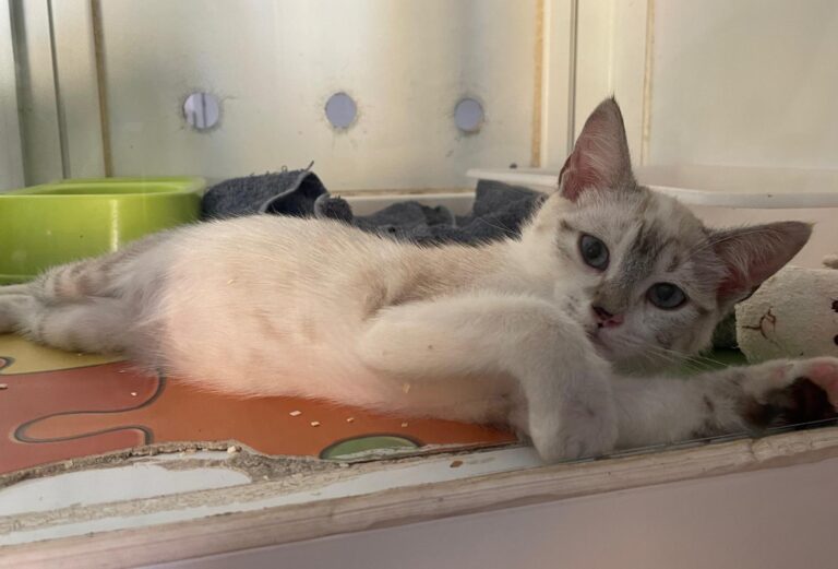 multimedia-foto89974-804-1