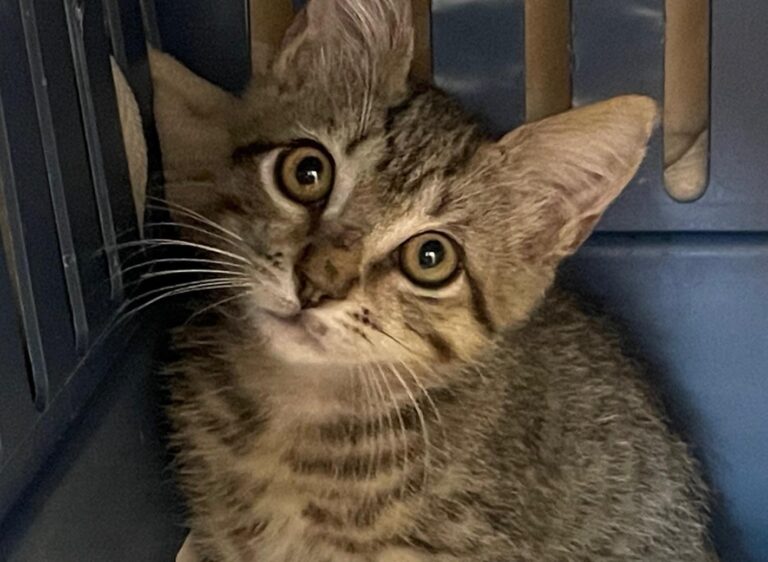 multimedia-foto89980-953-1