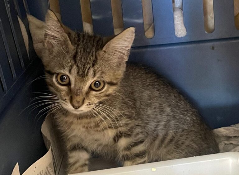 multimedia-foto89981-954-1