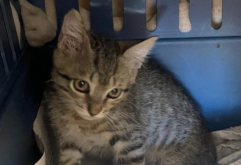 multimedia-foto89982-954-1