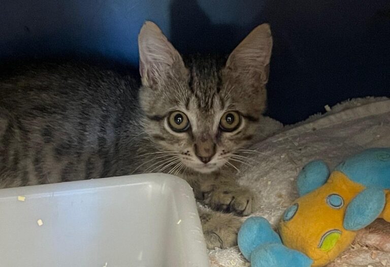 multimedia-foto89983-954-1