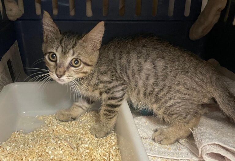 multimedia-foto89984-954-1