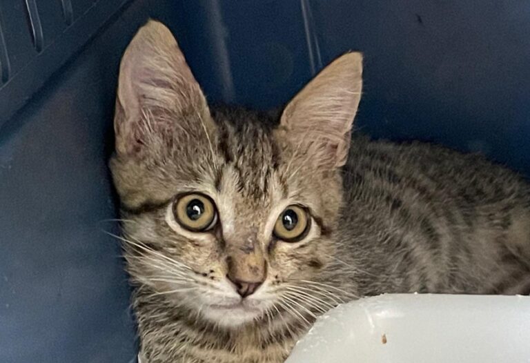 multimedia-foto89985-955-1