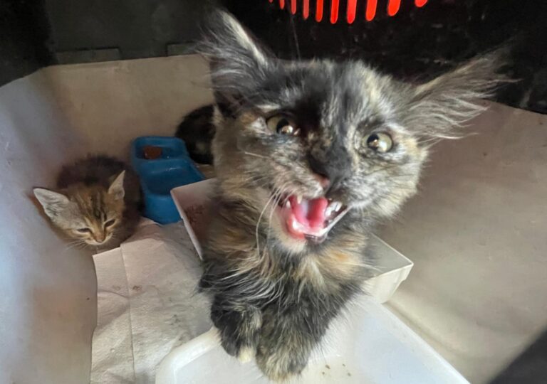 multimedia-foto89997-473-1