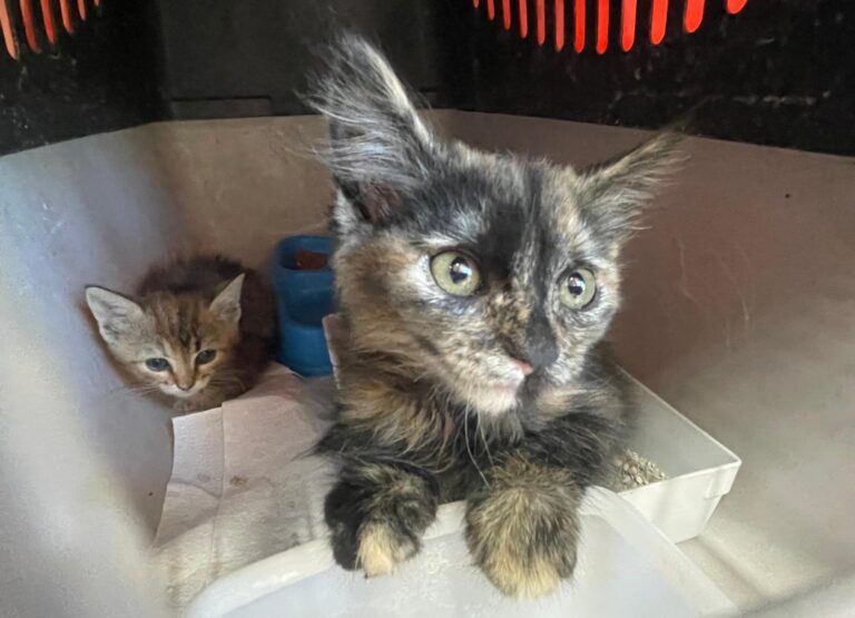 multimedia-foto89999-474-1