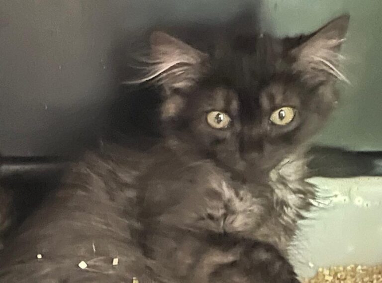 multimedia-foto90015-822-1