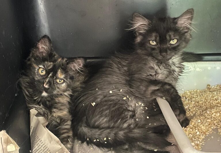 multimedia-foto90018-954-1