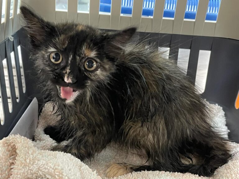 multimedia-foto90019-954-1