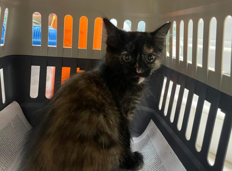 multimedia-foto90021-954-1