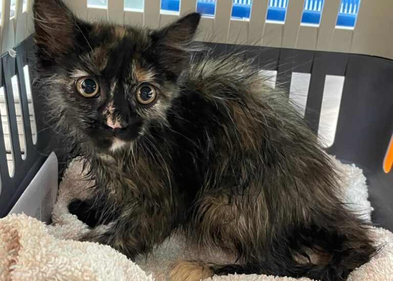 multimedia-foto90023-955-1