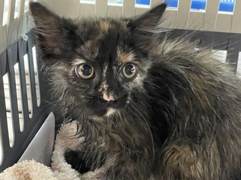 multimedia-foto90024-955-1