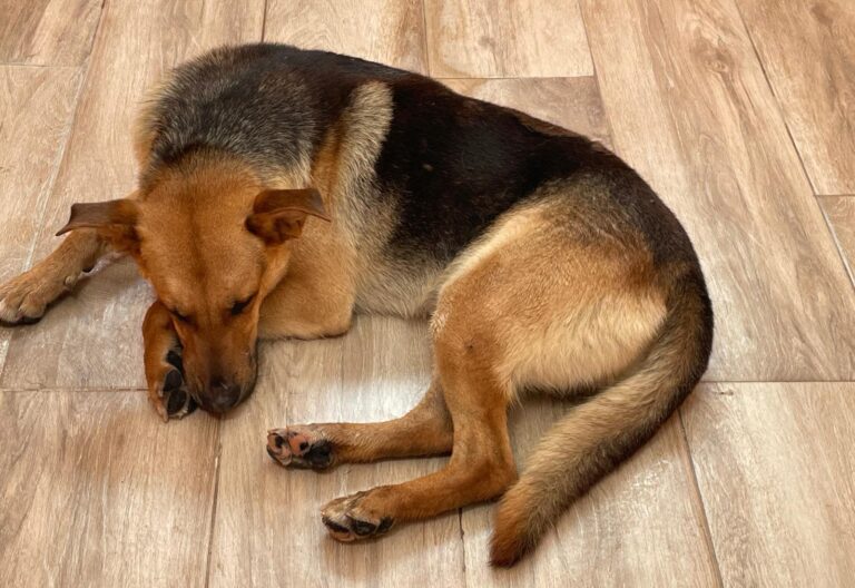 multimedia-foto90025-696-1