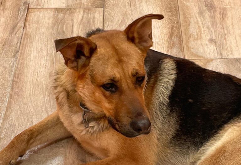 multimedia-foto90026-696-1