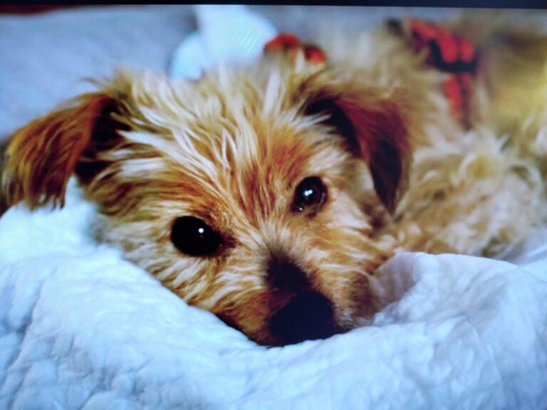 multimedia-foto90033-243-1