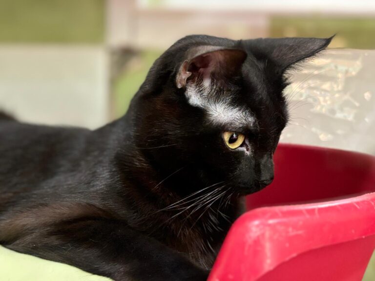 multimedia-foto90047-493-1