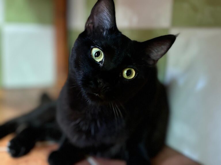 multimedia-foto90048-494-1