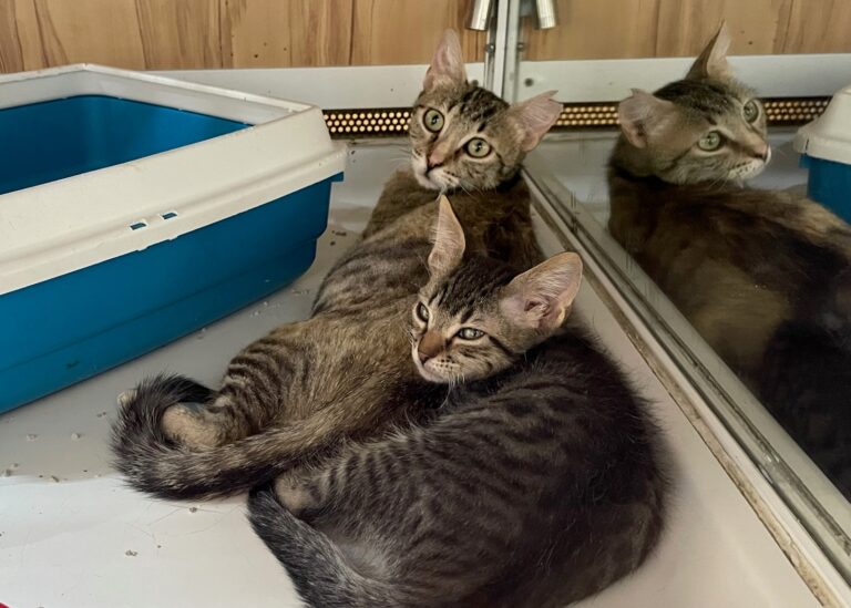 multimedia-foto90050-735-1