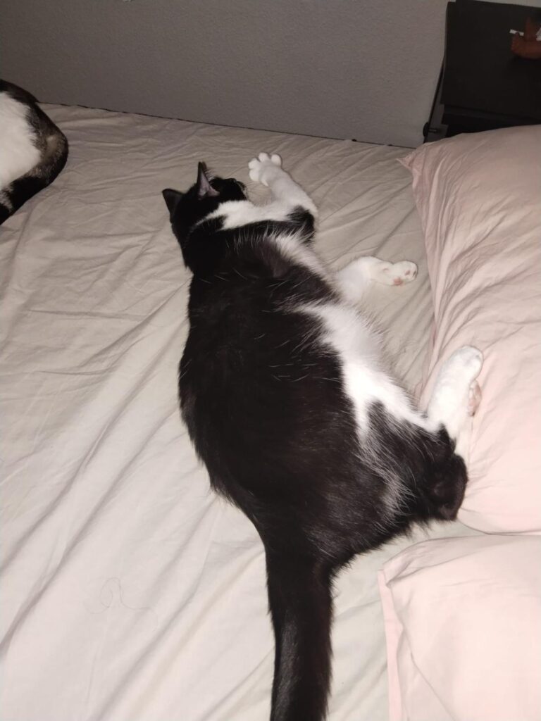 multimedia-foto90055-295-1