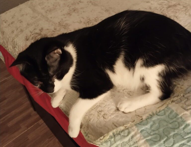 multimedia-foto90056-296-1