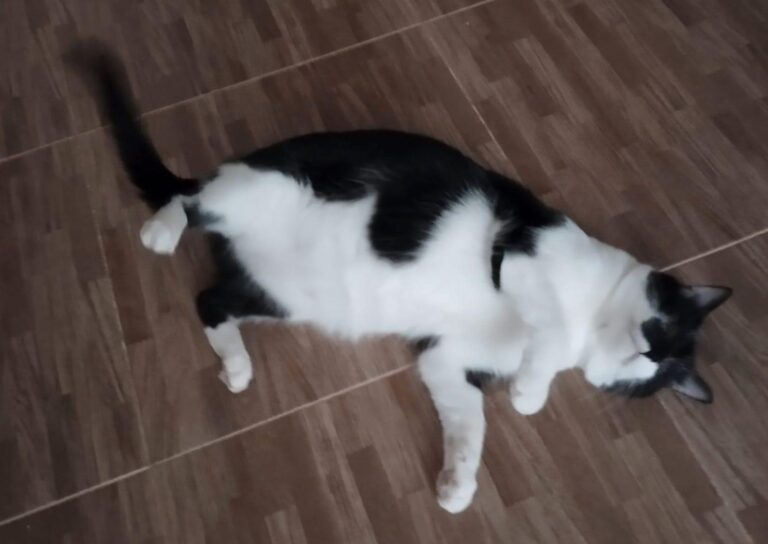 multimedia-foto90057-296-1