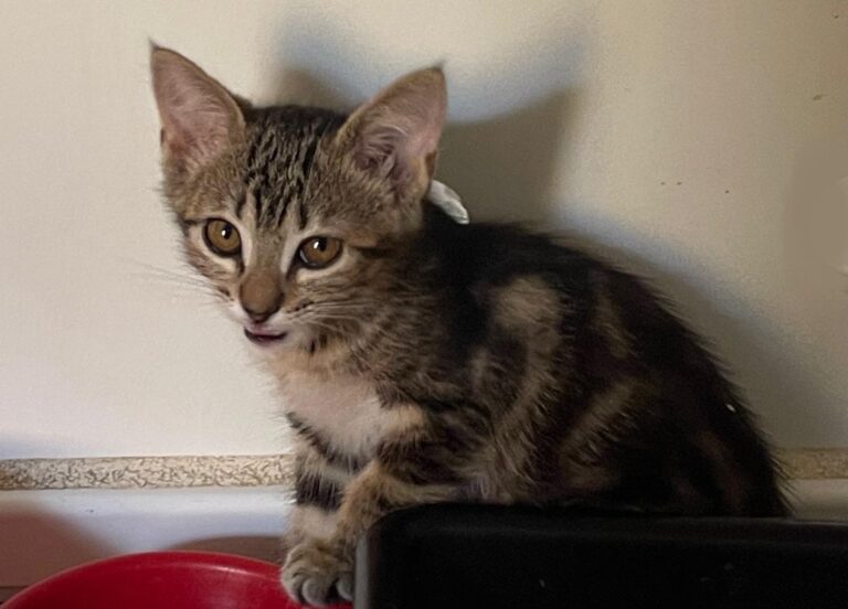 multimedia-foto90071-308-1