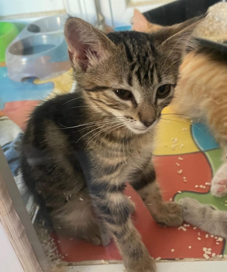 multimedia-foto90073-309-1