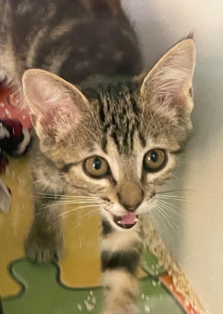 multimedia-foto90074-309-1