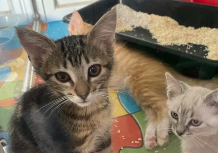 multimedia-foto90075-309-1