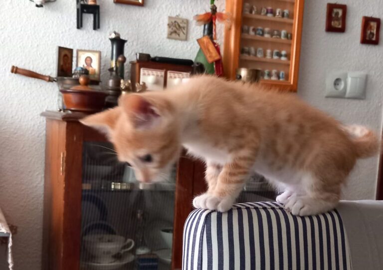 multimedia-foto90079-493-1