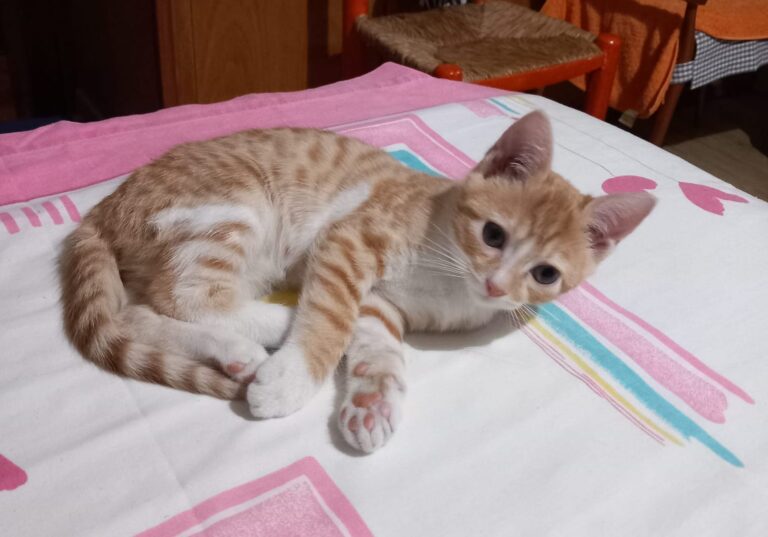 multimedia-foto90080-494-1