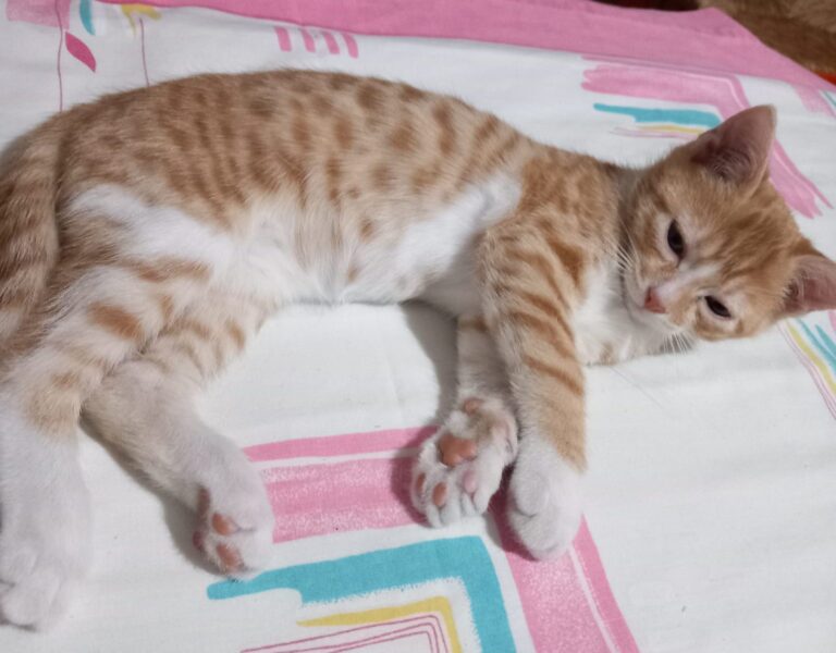 multimedia-foto90081-494-1