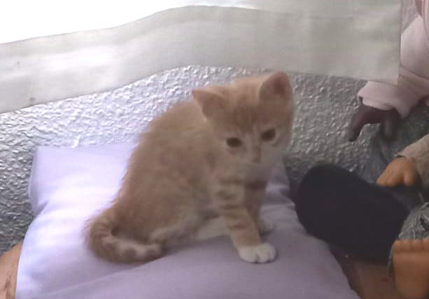 multimedia-foto90082-494-1