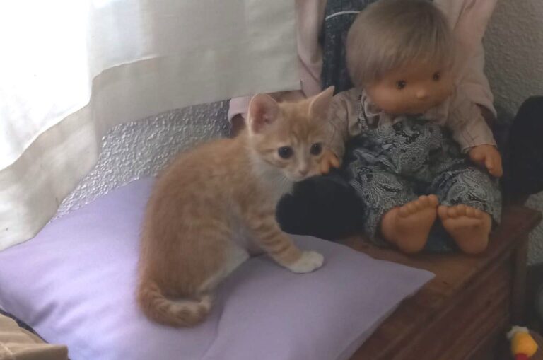 multimedia-foto90083-494-1