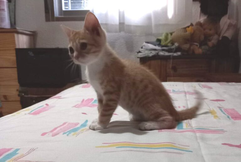 multimedia-foto90084-494-1