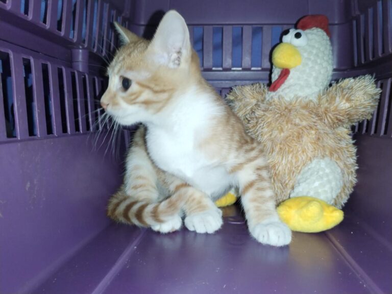 multimedia-foto90085-495-1