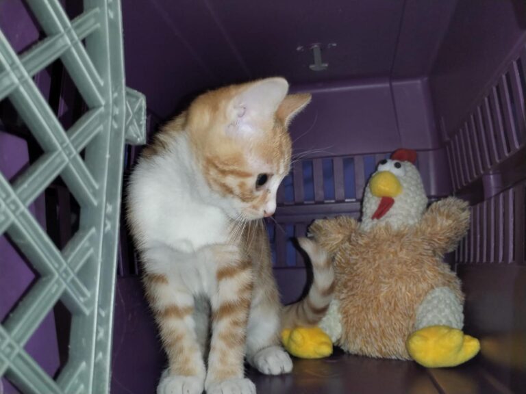 multimedia-foto90086-495-1