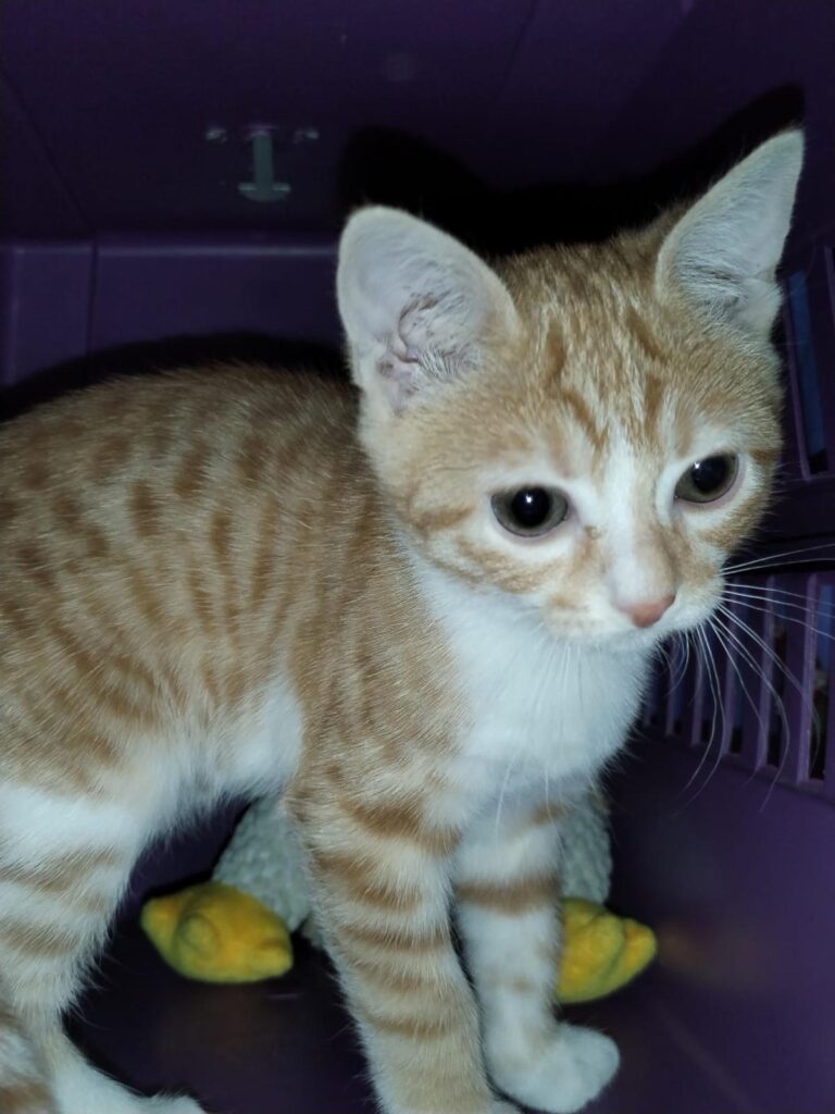 multimedia-foto90087-495-1