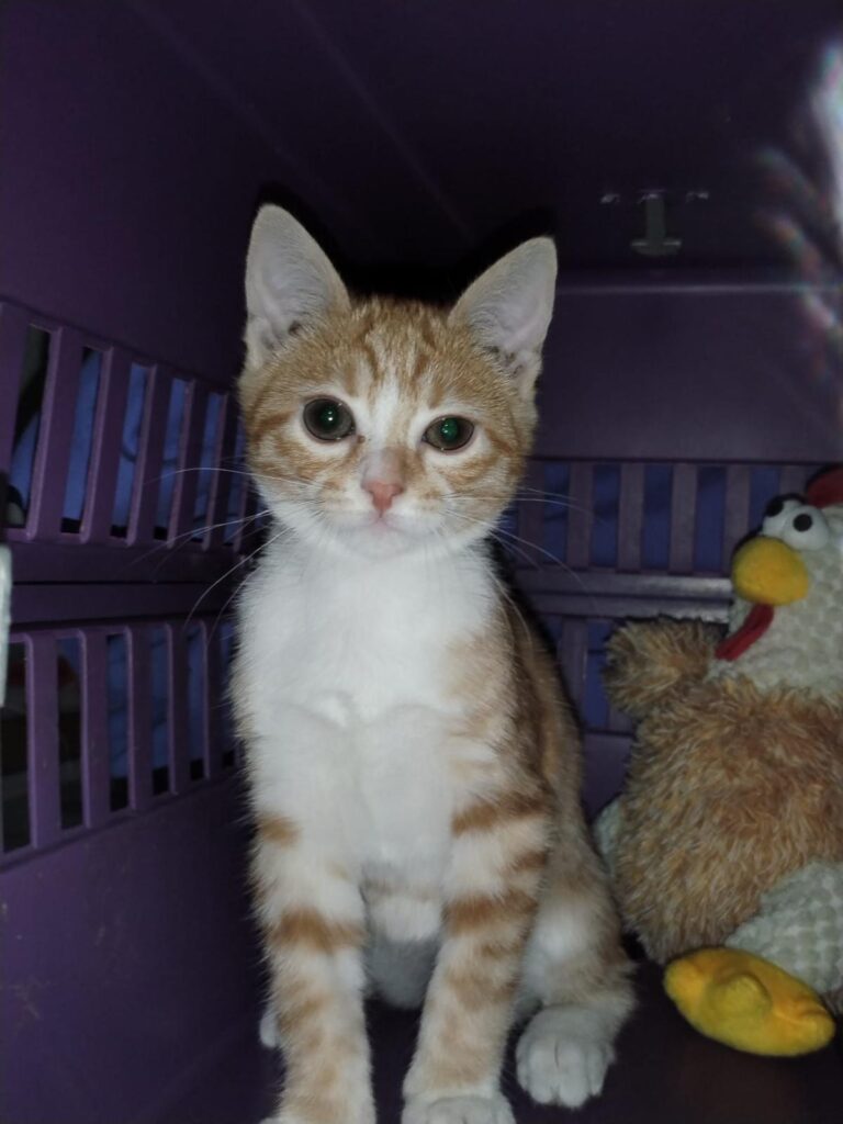 multimedia-foto90088-495-1