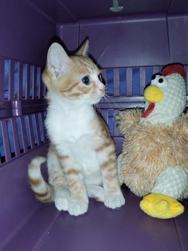 multimedia-foto90089-496-1