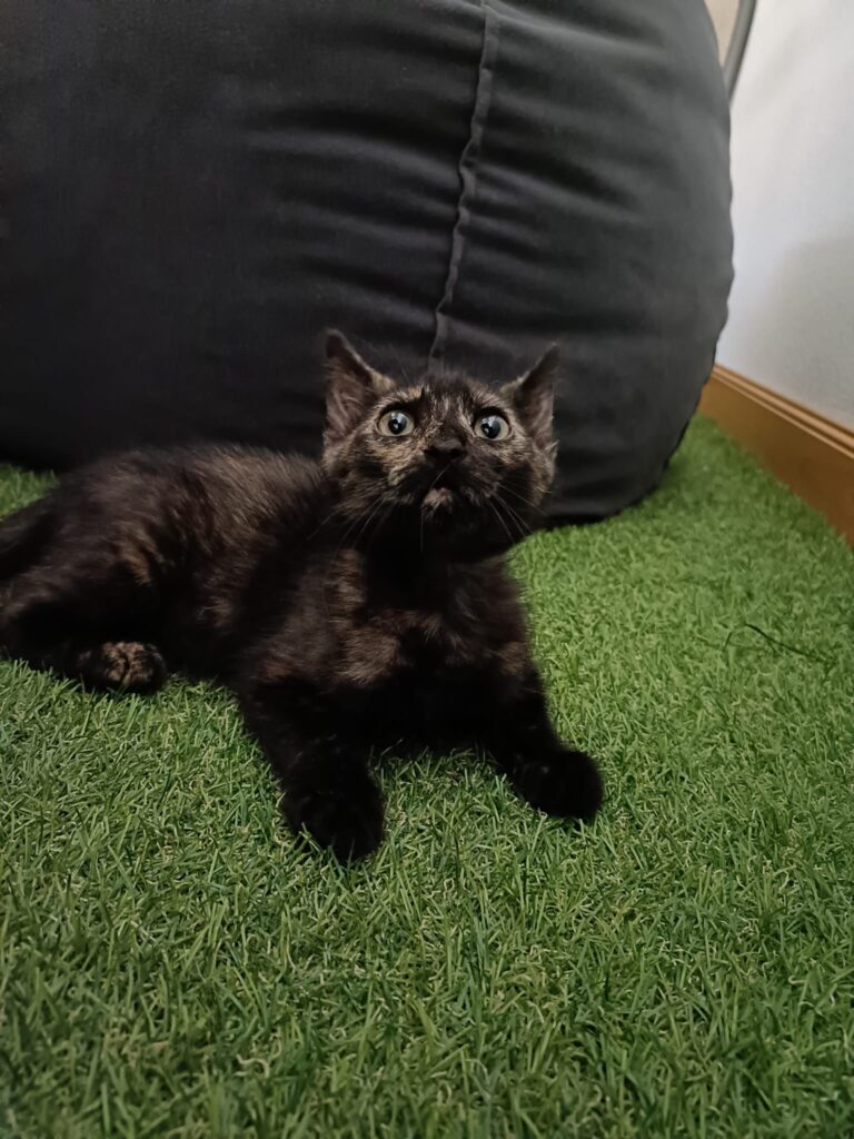 multimedia-foto90093-996-1