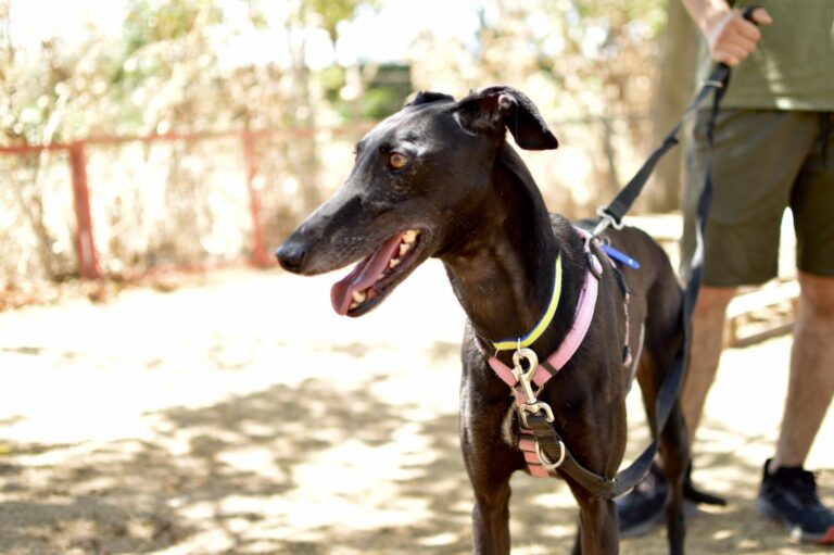 multimedia-foto90104-505-1