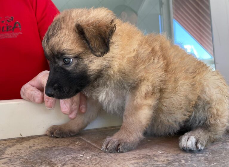 multimedia-foto90153-977-1