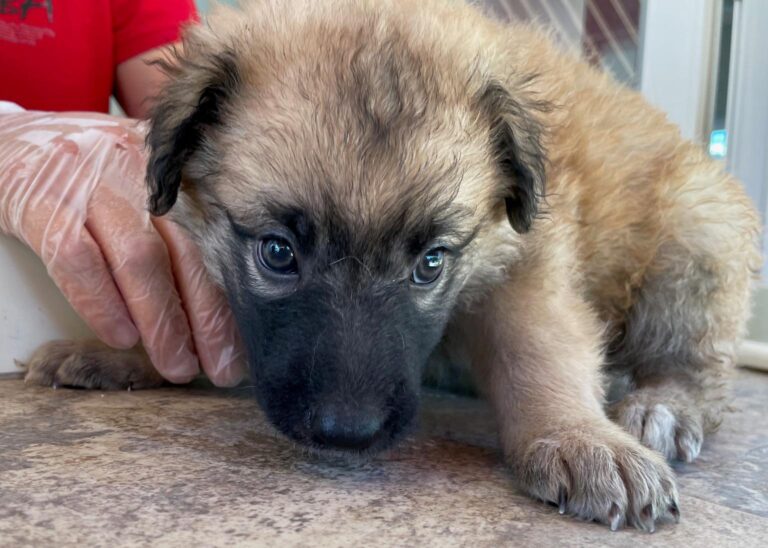 multimedia-foto90154-977-1