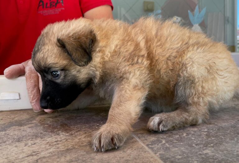 multimedia-foto90155-977-1