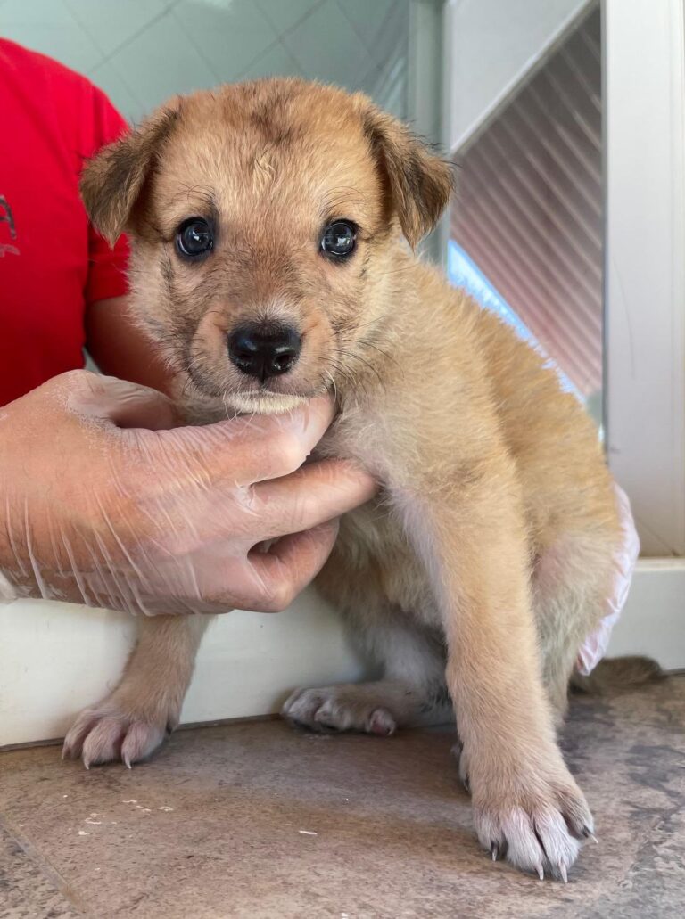 multimedia-foto90186-480-1