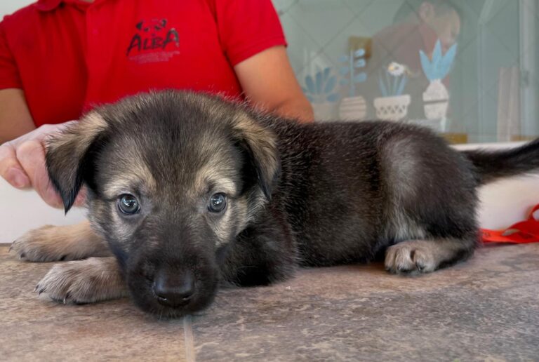 multimedia-foto90187-548-1