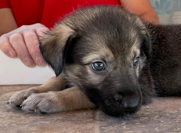 multimedia-foto90188-548-1