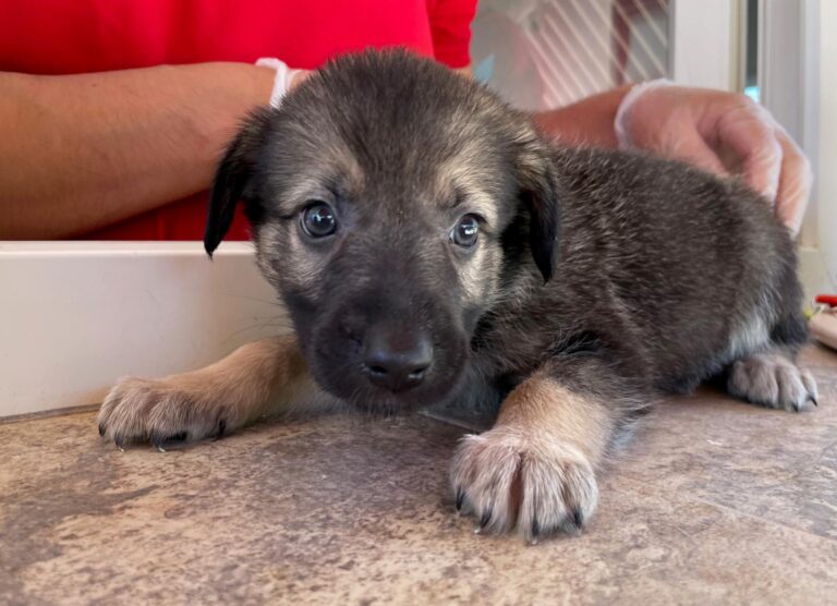 multimedia-foto90189-549-1