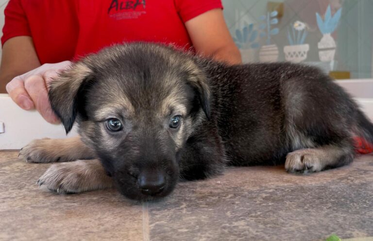 multimedia-foto90191-549-1