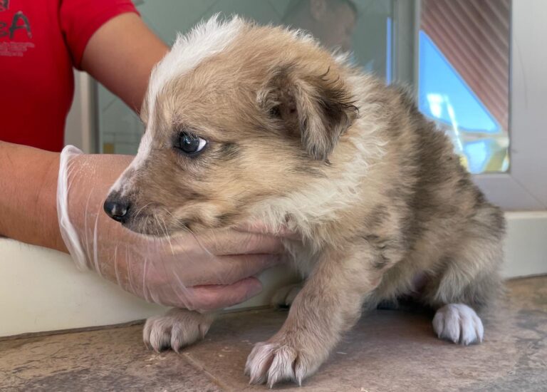 multimedia-foto90199-719-1